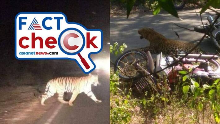 Fake alert Leopard attack in Srisailam ghat road Fake alert Leopard attack in Srisailam ghat road