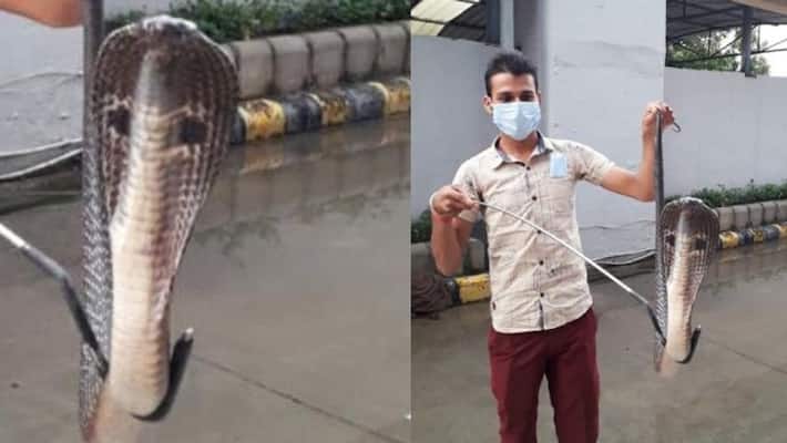 a 4 feet long cobra was found from Delhi metro bsm a 4 feet long cobra was found from Delhi metro bsm