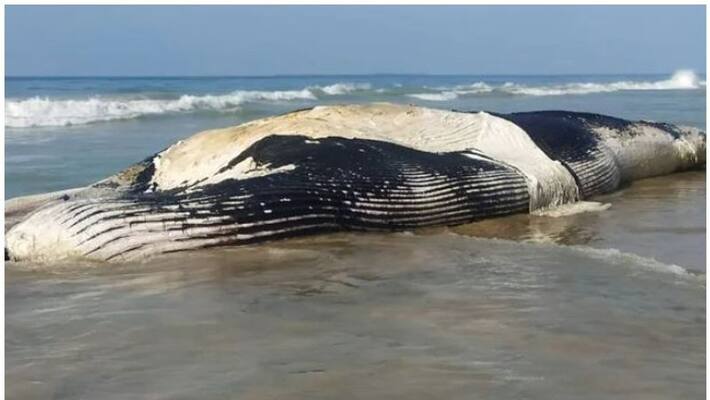 Whale Shark Washed Ashore On Tamil Nadu Beach Whale Shark Washed Ashore On Tamil Nadu Beach