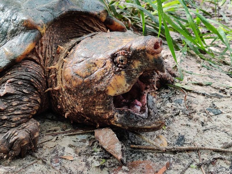 Largest alligator snapping turtle found in Florida ALB