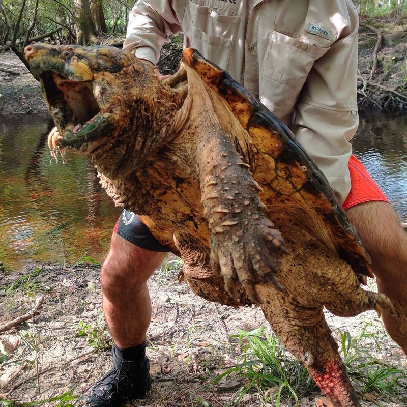 Largest alligator snapping turtle found in Florida ALB