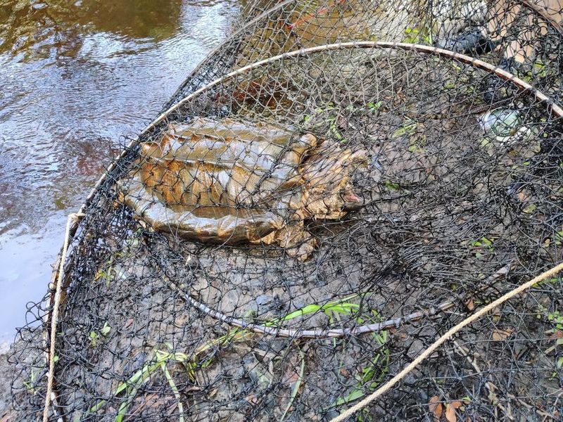 Largest alligator snapping turtle found in Florida ALB