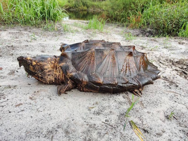 Largest alligator snapping turtle found in Florida ALB