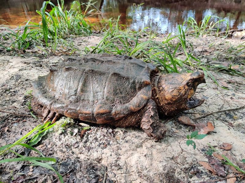 Largest alligator snapping turtle found in Florida ALB