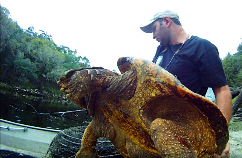 Largest alligator snapping turtle found in Florida ALB
