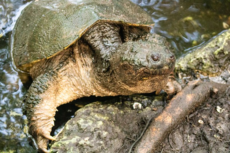Largest alligator snapping turtle found in Florida ALB