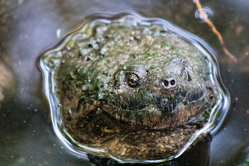 Largest alligator snapping turtle found in Florida ALB