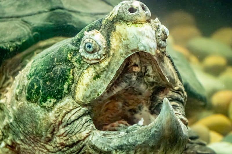 Largest alligator snapping turtle found in Florida ALB
