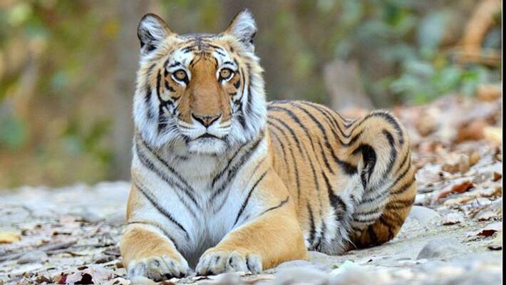 Sniffer Dog Plays Key Role In Arrest Of 5 Tiger Poachers In Karnataka Sniffer Dog Plays Key Role In Arrest Of 5 Tiger Poachers In Karnataka