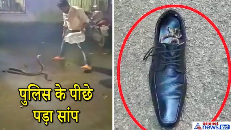 पिछले दिनों छत्तीसगढ़ के कोरबा जिले की मानिकपुर पुलिस चौकी में सांप घुस गया था। यहां 6 फीट लंबा कोबरा घुसने के बाद भगदड़ मच गई। तुरंत इसकी सूचना स्नेक कैचर जितेंद्र सारथी को दी गई। वे अपनी टीम के सदस्य राजू बर्मन के साथ मौके पर पहुंचे और सांप को पकड़ा। (दूसरी तस्वीर एसपी के जूते में सांप)
देखिए इसी घटना की कुछ तस्वीरें...