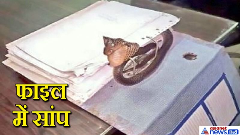 एसईसीएल कोरबा सेंट्रल स्टोर में निकले इस सांप का रेस्क्यू टीम रेप्टाइल केयर एंड रेस्क्यूर सोसायटी(आरसीआरएस) ने किया। स्नेक एक्सपर्ट अविनाश यादव ने बताया कि बारिश में सांपों को लेकर अधिक सतर्क रहने की जरूरत है। आगे पढ़िए..SP के जूते में बैठा था सांप