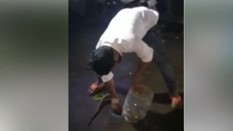 कोरबा में कोबरा प्रजाति के सांपों का डेरा है। यहां घने जंगलों में इनका प्राकृतिक आवास है।