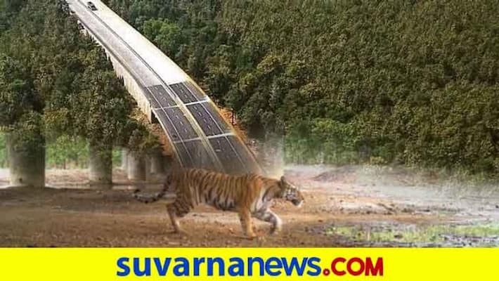 National Highway 44 through Pench Tiger Reserve benefits humans and protect animals National Highway 44 through Pench Tiger Reserve benefits humans and protect animals