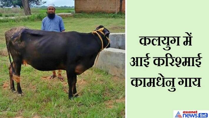 jharkhand news cow is giving milk without giving birth to a calf the charismatic cow is a curiosity among the villagers kpr jharkhand news cow is giving milk without giving birth to a calf the charismatic cow is a curiosity among the villagers kpr