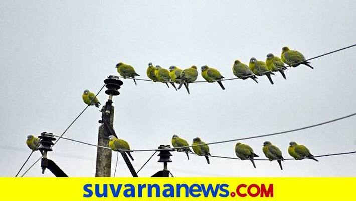 Green Pigeons Came to Ranibennur in Haveri District Green Pigeons Came to Ranibennur in Haveri District