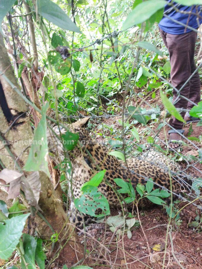 leopard found dead in palakkad body moved for postmortem expected to be 3 days old