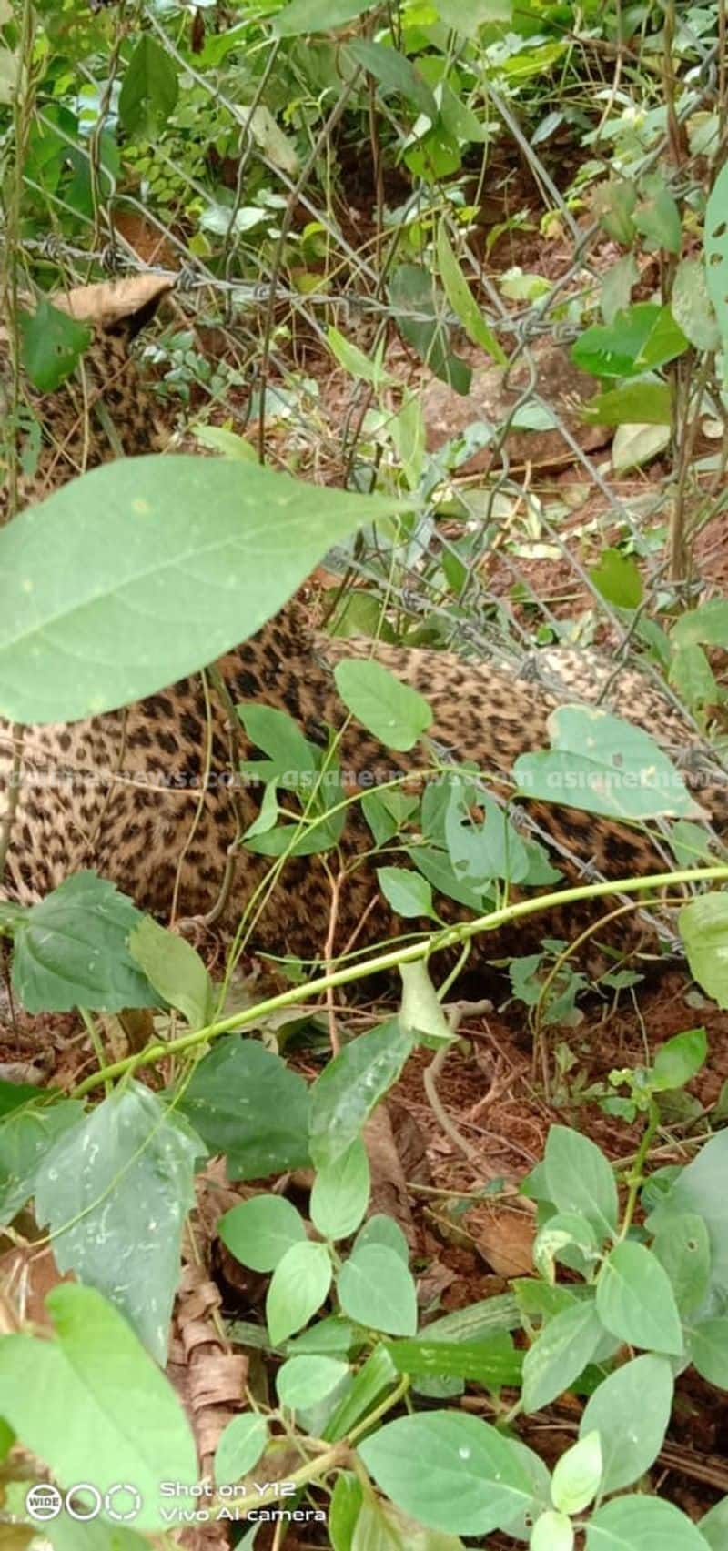 leopard found dead in palakkad body moved for postmortem expected to be 3 days old
