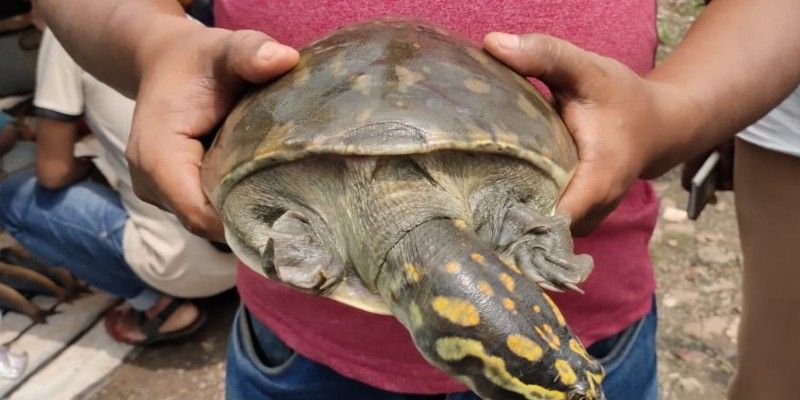 Man rescues a tortoise from open market in Howrah BTG
