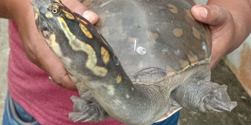 Man rescues a tortoise from open market in Howrah BTG