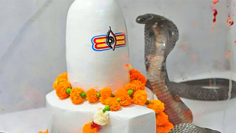 6. श्राद्ध पक्ष में प्रतिदिन सर्प सूक्त का पाठ करें और शिवलिंग के साथ नागदेवता की भी पूजा करें।

