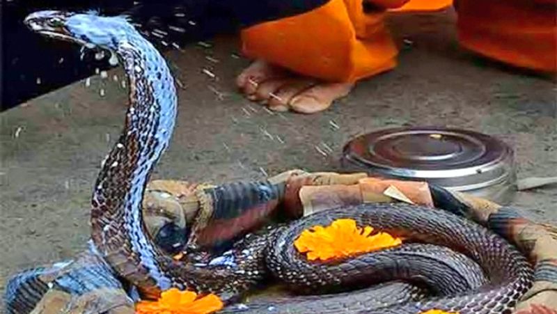 7. श्राद्ध पक्ष की अमावस्या पर किसी योग्य पंडित से कालसर्प दोष निवारण के लिए पूजा करवाएं।
