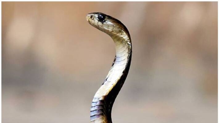 snake inside in aluva judicial magistrate court chamber snake inside in aluva judicial magistrate court chamber