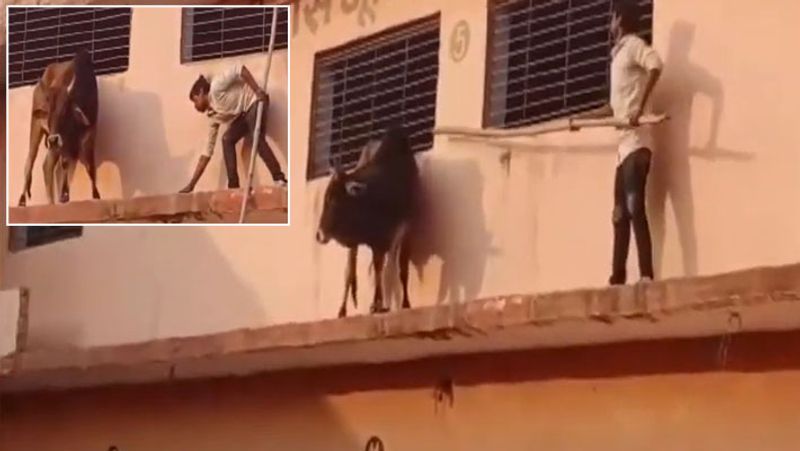 यह तस्वीर पिछले दिनों यूपी के सुल्तानपुर से सामने आई थी। एक सांड स्कूल की मुंडेर पर चढ़ गया। अब उसे उतारने में जो सरकस हुआ, वो लोगों को हमेशा याद रहेगा। बड़ी मुश्किल से सांड को नीचे उतारा जा सका।