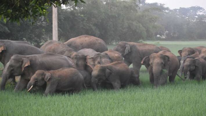 Elephant herd terrorised at village of Midnapore ASB Elephant herd terrorised at village of Midnapore ASB