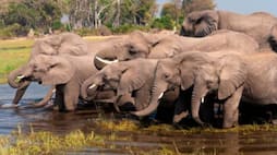 Botswana president Mokgweetsi Masisi says some Europeans value the lives of elephants more than human regarding trophy hunting import ban