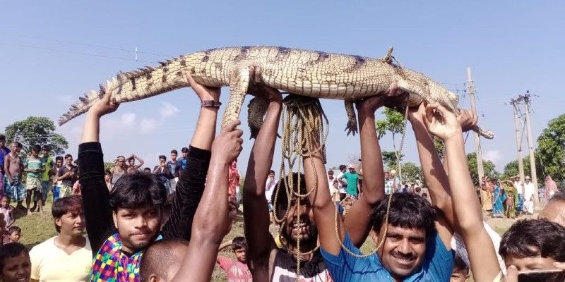 Gharial rescued from a river in Raigung BTG