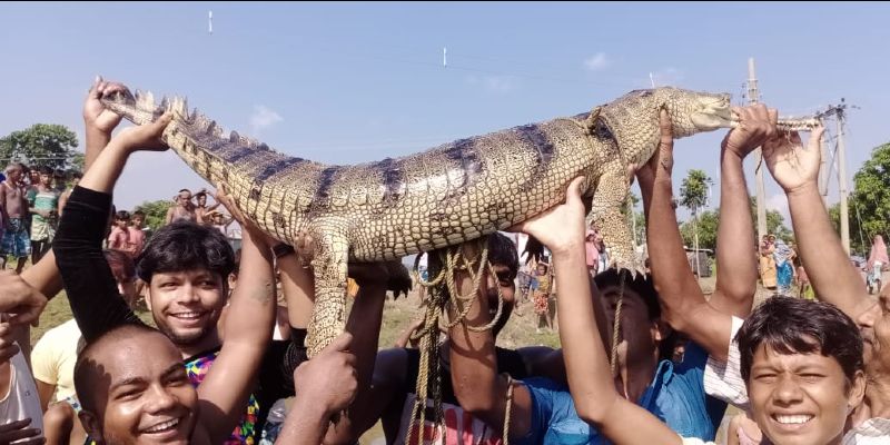 Many people crowded in the area to see Gharial. The urge to take a selfie with the animal spread all over the area. The news was given to the forest department. When the forest department officials reached the spot, the locals handed over the gharial to the officials. The crocodile species is believed to be found in the water of Mahananda or Teesta rivers in the rainy season.