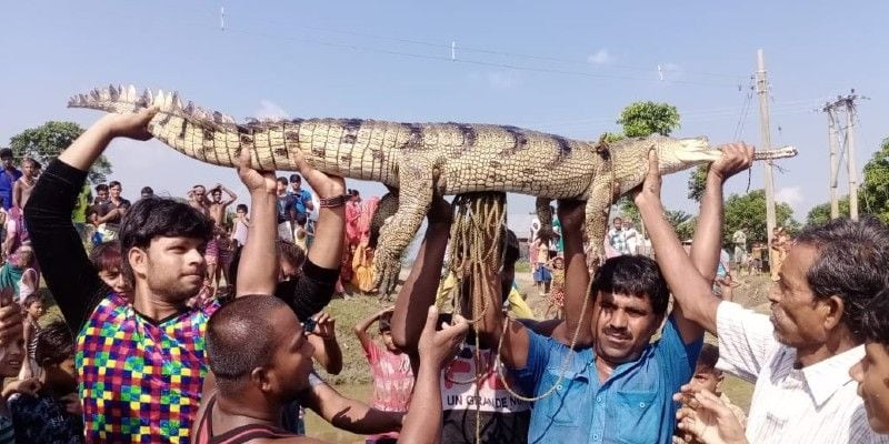 Some young men from the village bravely put a rope inside the river and brought the animal ashore. It was then understood that a gharial was floating in the water of Nagar river.
