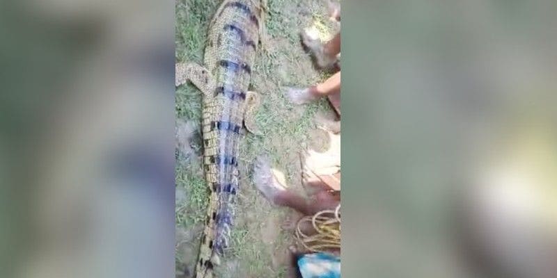 The number of crocodiles is not less in big rivers like Mahananda and Teesta of North Bengal. However, these animals are not commonly found in relatively small rivers.
