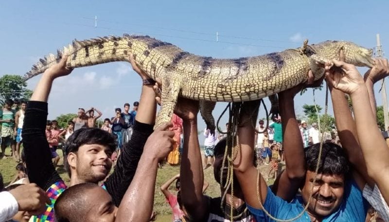  Exhilaration spread among people in Raiganj of North Dinajpur after rescuing a gharial from a river. Crowds of enthusiastic people flocked to the area as soon as they heard the news. The locals handed over the gharial to the forest department.
