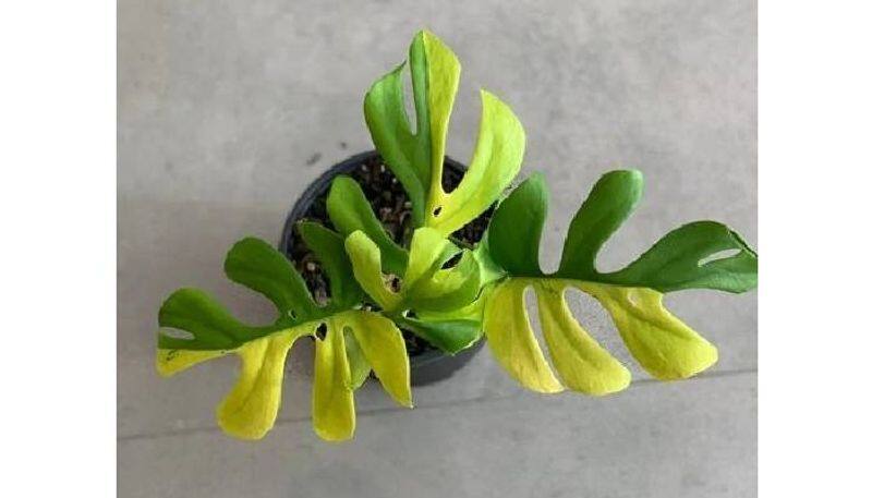 rare house plant sold for Rs 4 lakh