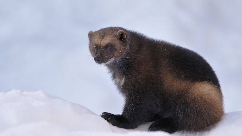 Wolverines return after 100 years