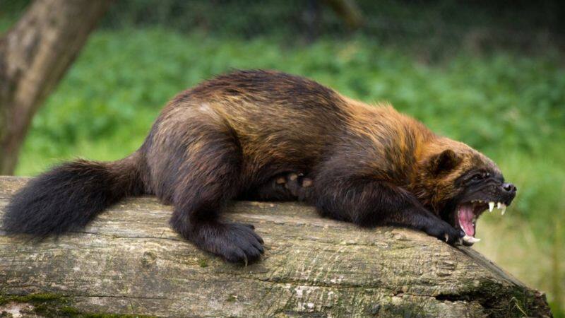 Wolverines return after 100 years