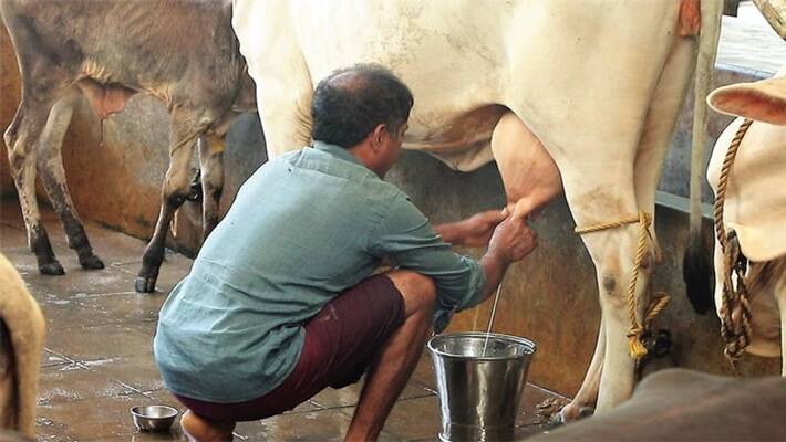 Farmer Complaint Against Cow For Not Give Milk at Holehonnuru in Shivamogga grg Farmer Complaint Against Cow For Not Give Milk at Holehonnuru in Shivamogga grg
