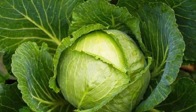 Health Benefits of eating Cabbage