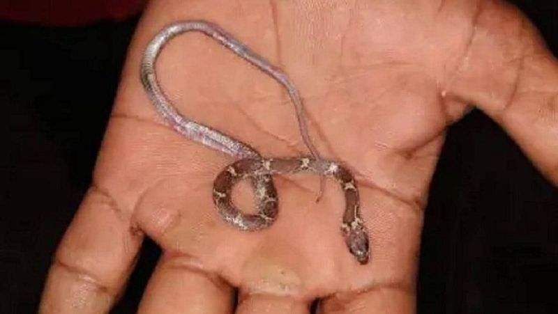 पिता धर्मपाल का कहना है कि देवेंद्र के मुंह से निकाले गए सांप की लंबाई लगभग 6 से 7 इंच रही होगी। उसका फन भी निकलना शुरू हो गया था। बच्चे ने उसे मुंह में रखकर चबाने की कोशिश की थी। बच्चे के मुंह में दम घुटने से सांप की मौत हो गई।
