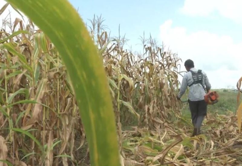 Man Shuns USD 100000 Job In USA To To Start Farming In India BSS