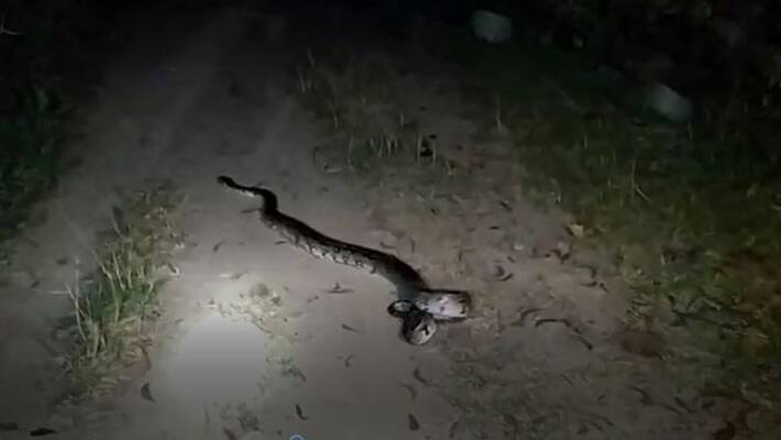 Big Python rescued the locality at Bankura ASB Big Python rescued the locality at Bankura ASB