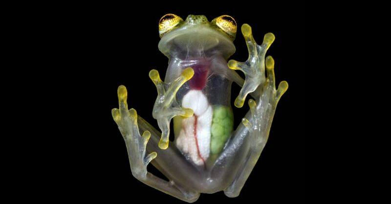 heart, liver, intestine - everything visible at a glance, life of a glass frog