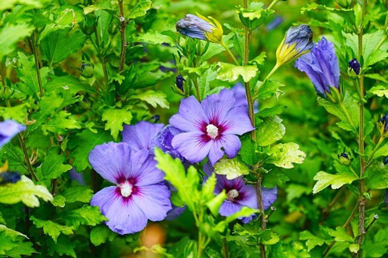 Blue Hibiscus Plant how to grow