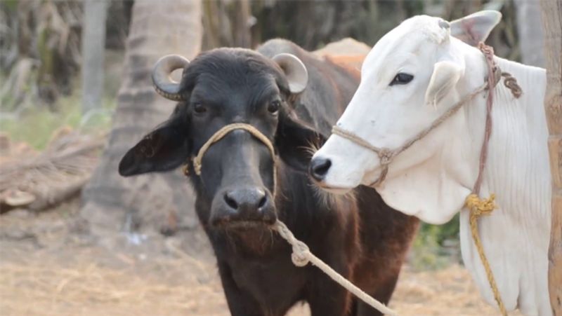 लेकिन बड़ा सवाल ये है कि गाय या भैंस के दूध में से किसका पनीर ज्यादा अच्छा और फायदेमंद होता है? बता दें कि दोनों का पनीर हमारे शरीर में अलग - अलग फायदे पहुंचाता है।