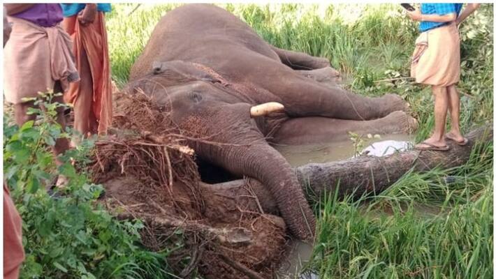 wild elephant death in palakkad electric shock wild elephant death in palakkad electric shock