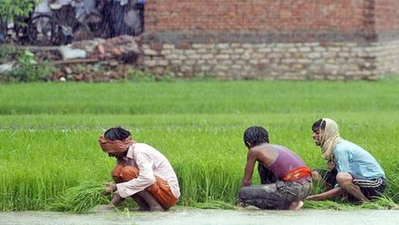 इन राज्यों के किसान हैं ज्यादा
पीएम किसान सम्मान निधि स्कीम का फायदा नहीं उठा पाने वालों में महाराष्ट्र, मध्य प्रदेश और उत्तर प्रदेश के किसानों की संख्या सबसे ज्यादा है। इनके बैंक अकाउंट, आधार कार्ड या मोबाइल नंबर में गड़बड़ी पाई गई है। यही वजह कि पैसा रिलीज कर दिए जाने के बाद भी इनके खाते में नहीं पहुंच सका।
(फाइल फोटो)