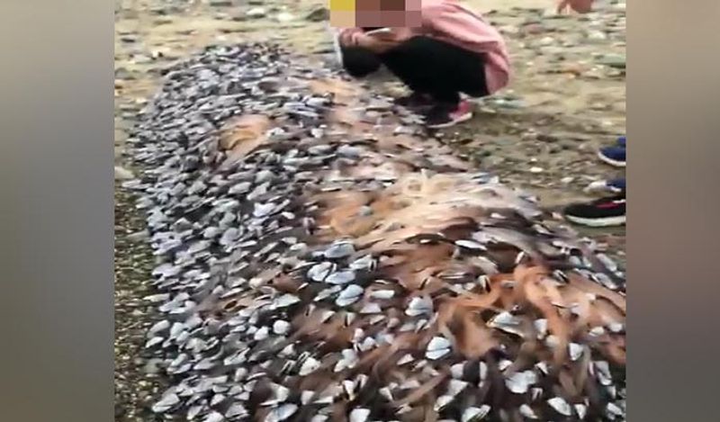जब उन्होंने उसे देखा तो हैरान रह गए। 47 साल के मैर्टिन ने बताया कि उन्होंने ऐसा आज से पहले कभी नहीं देखा था। 