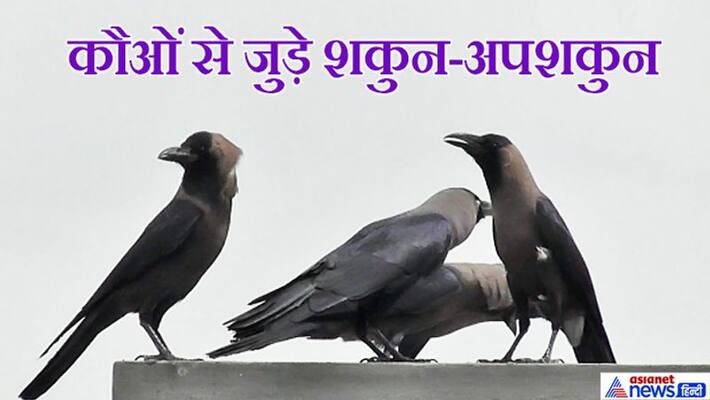 It is believed that feeding crows in Shradh may gain us blessings for passed ancestors, know the shakun-apshakun related to crows KPI It is believed that feeding crows in Shradh may gain us blessings for passed ancestors, know the shakun-apshakun related to crows KPI