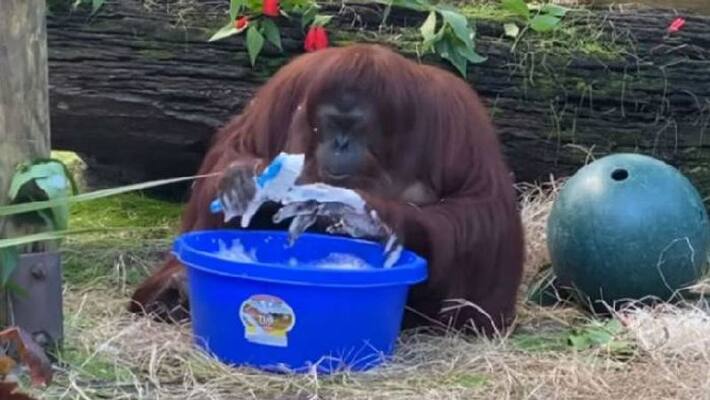 Orangutan cleans washes hand with soap water in viral video Orangutan cleans washes hand with soap water in viral video